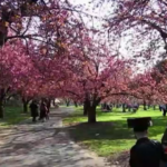 ニューヨーク近郊での桜祭りイベント (2019年)